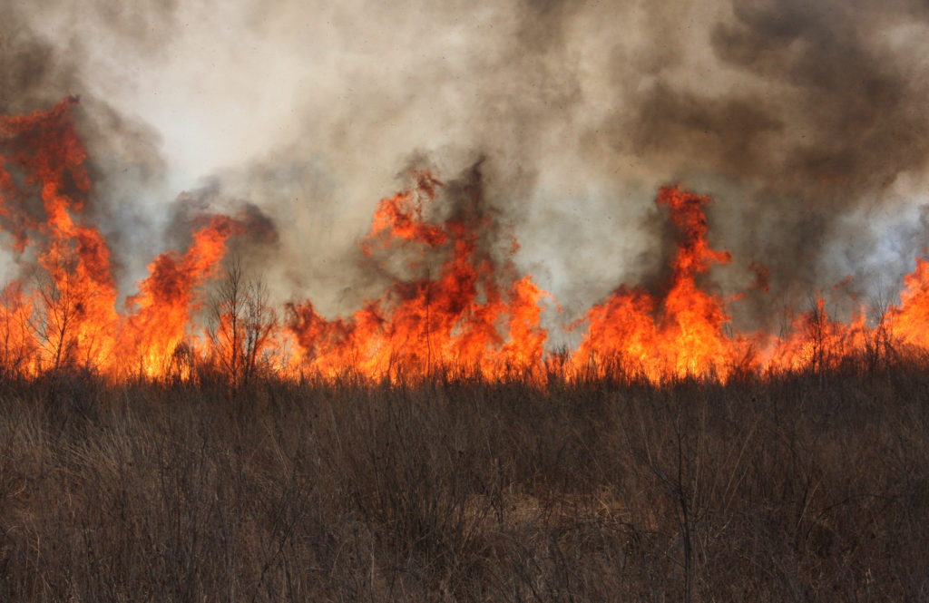 oregon cannabis wildfire