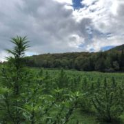 Vermont CBD retailer accused of bilking hemp farmers of at least $150,000