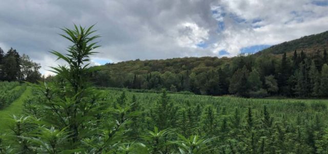 Vermont CBD retailer accused of bilking hemp farmers of at least $150,000