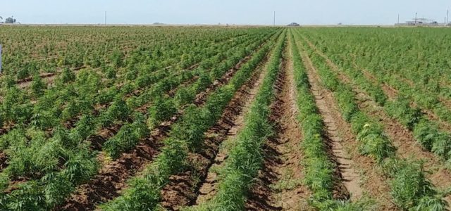 Another 6 states, 3 Indian tribes get hemp cultivation plan OK from USDA
