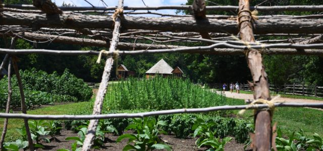 At George Washington’s Mount Vernon, a luscious crop of cannabis nears harvest time