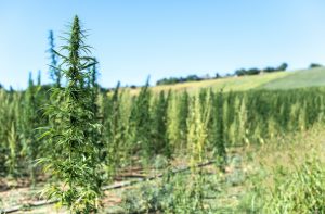 IIPR Stock: No Sell-Off with This Cannabis Play, up 225% Since March