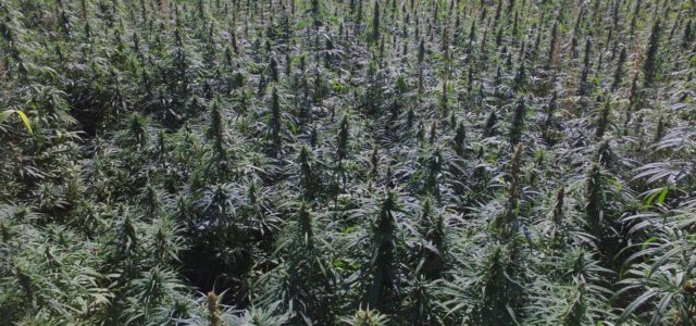 Minnesota’s 2020 hemp harvest improving on THC fail rates