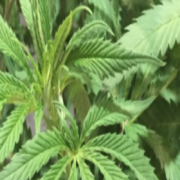 Missouri Cannabis Supply Chain Ready For Business
