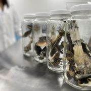 Numinus Bioscience’s Completes First Ever Legal Harvest of Magic Mushrooms