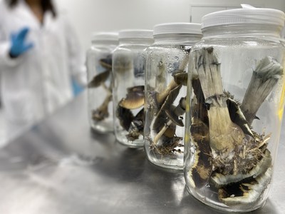 Numinus Bioscience’s Completes First Ever Legal Harvest of Magic Mushrooms