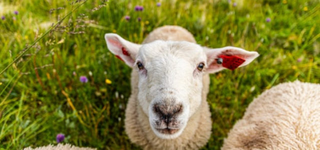 Oregon sheep study latest to study hemp potential as livestock feed