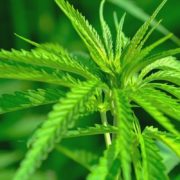 USDA Approves New Mexico Hemp Plan