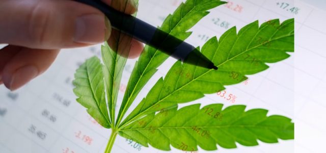 Are These Two Marijuana Stocks Sitting on Future Potential?