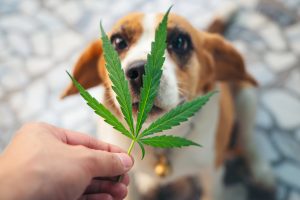 cbdMD Inc: Tiny CBD Stock Could Double After This Move