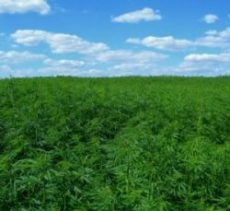 Panama, Guyana considering legalizing hemp cultivation