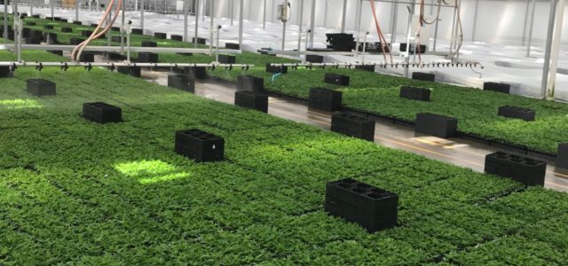 Southern hemp breeder partners with horticultural broker for expanded US distribution footprint
