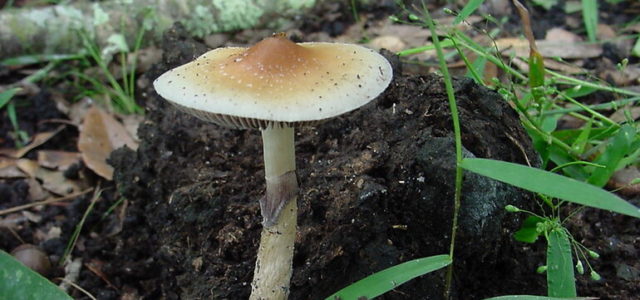 Study: Psilocybin Therapy More Effective than Traditional Antidepressants