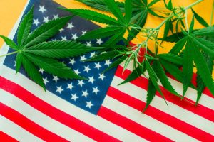 To Profit from the Marijuana Sector, Watch U.S. Marijuana Stocks