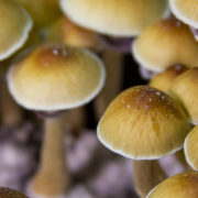 What Oregon Psilocybin Legalization Means For The Psychedelic Drug Industry