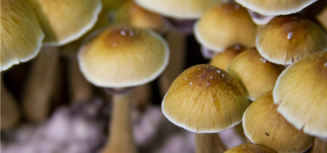 What Oregon Psilocybin Legalization Means For The Psychedelic Drug Industry