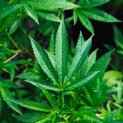 What States Will Make From Marijuana Legalization