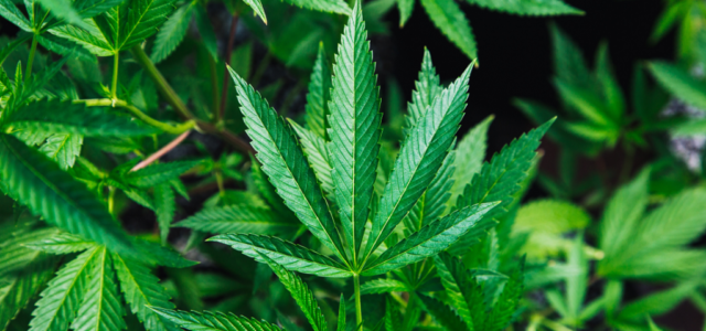 What States Will Make From Marijuana Legalization