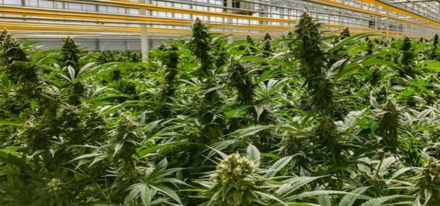 Aphria, Tilray to form biggest global cannabis company by revenue