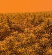 Are your hemp crops safe? FSOil conducts study following the 2020 Oregon Wildfires