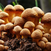 Canadian Government Agency Removes Barrier for Psilocybin Therapy