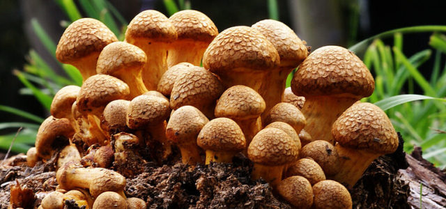 Canadian Government Agency Removes Barrier for Psilocybin Therapy