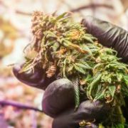 Canopy Growth Corp: The Only Buy-&-Hold Pot Stock You Need?