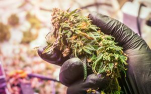 Canopy Growth Corp: The Only Buy-&-Hold Pot Stock You Need?