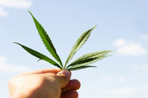 Curaleaf Holdings Inc: The No. 1 Pot Stock in the World by Revenue