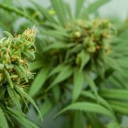 DEA Will Allow Researchers to Cultivate Cannabis