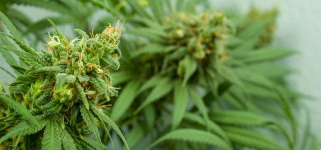 DEA Will Allow Researchers to Cultivate Cannabis