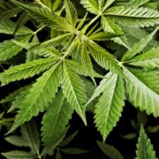 House of Representatives to vote on marijuana legalization bill
