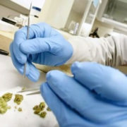 Justice Department grants federal lab $350K to develop THC test for hemp