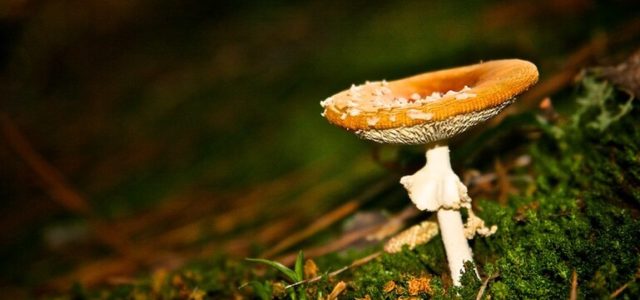 Magic Mushrooms Are Expanding Minds and Advancing an Emerging Field of Science