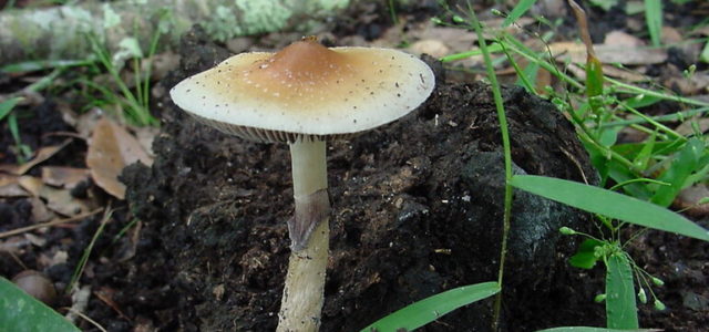 Oregon wants experts for new psilocybin-assisted therapy board