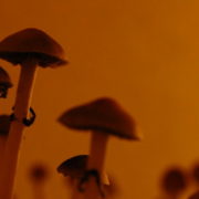 Psilocybin Could be Key to Helping Millions of People with Eating Disorders
