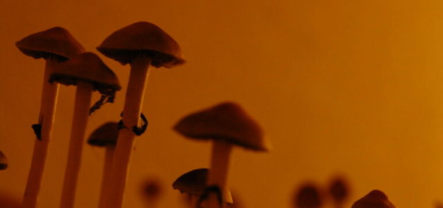 Psilocybin Could be Key to Helping Millions of People with Eating Disorders