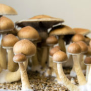 Psychedelics Industry Gearing Up For an Even Bigger 2021