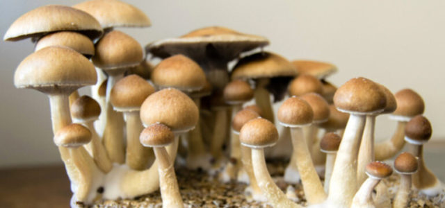 Psychedelics Industry Gearing Up For an Even Bigger 2021