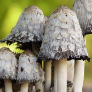 Push for Alternative Therapies Prods Researchers Towards Psilocybin