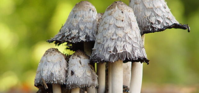 Push for Alternative Therapies Prods Researchers Towards Psilocybin