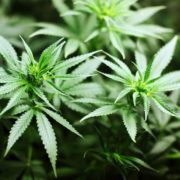 U.N. Reclassifies Cannabis as a Less Dangerous Drug