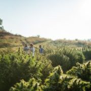 USDA calls on hemp operators to apply for supply-chain research grants up to $10 million