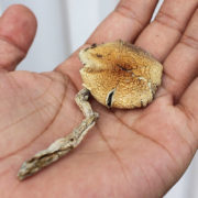 Victims of racism should take Ecstasy or magic mushrooms to reduce the trauma of their experience, study suggests