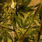 Washington State Could Legalize Marijuana Home Cultivation