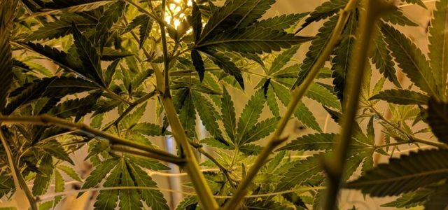 Washington State Could Legalize Marijuana Home Cultivation