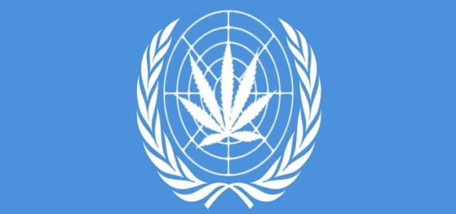 Will The UN Make Global Cannabis History With Its Up Coming Vote?