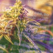 Would These Marijuana Stocks Make Your Watchlist