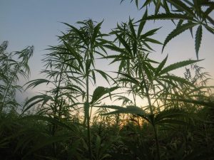 Hemp provides American Indian tribes with new economic opportunities, commercial partnerships