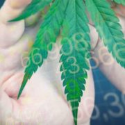 Looking For Marijuana Stocks To Buy: 2 Potential Cannabis Plays To Watch